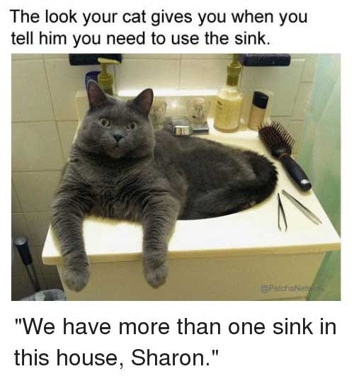 Cat Humor #9