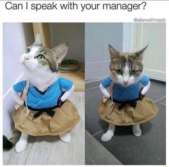 Karen Cat Memes 