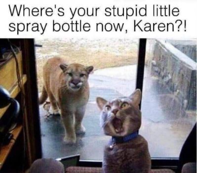 Karen You and Those Cat Memes 19