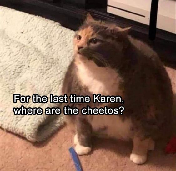karen and cat memes