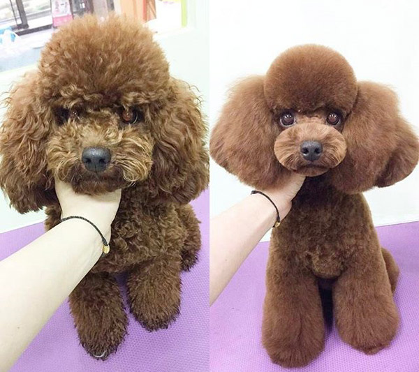 teddy bear dog haircut