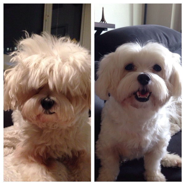 dog before and after haircuts
