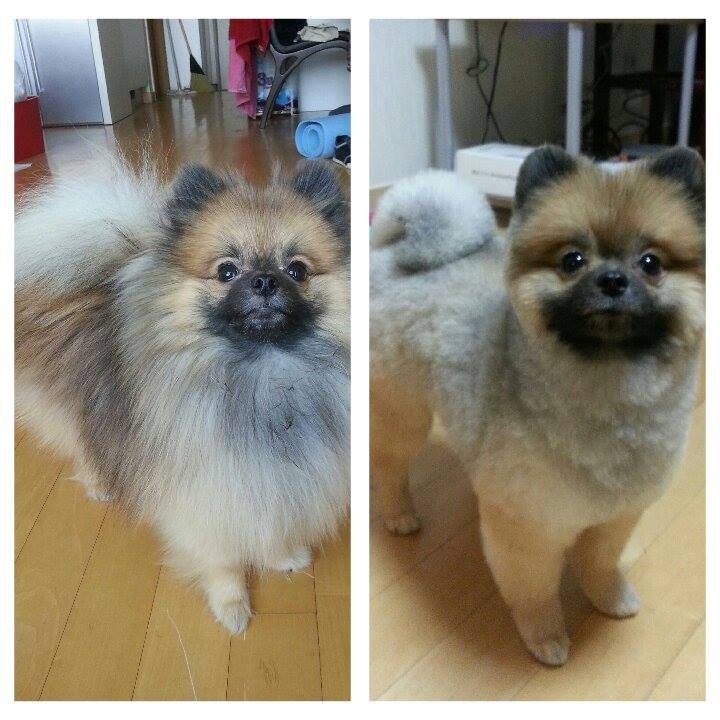 dog before and after haircut