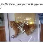 Karen You and Those Cat Memes 14