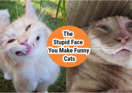 The-Stupid-Face-You-Make-Funny-Cat