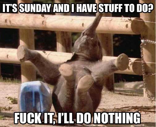 lazy Elephant Sunday Funday memes