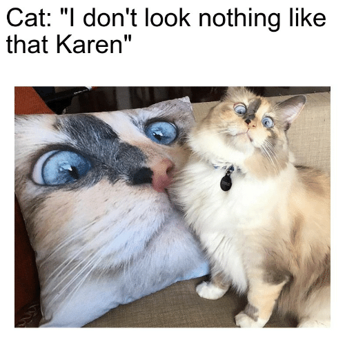 cat i dont look nothing like that karen lolwhy.com