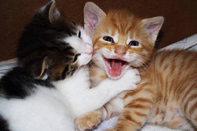 Funny Cats Faces 10