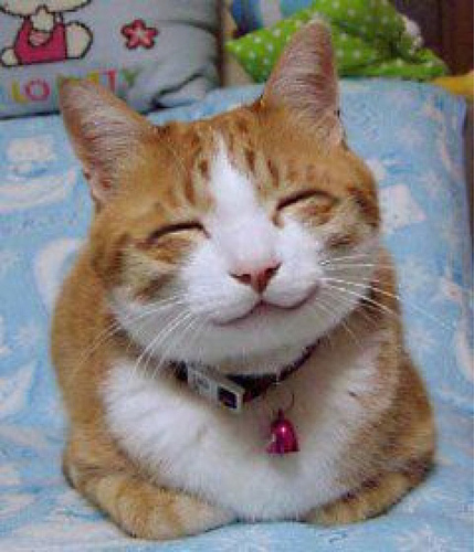 Funny Cats Faces 13