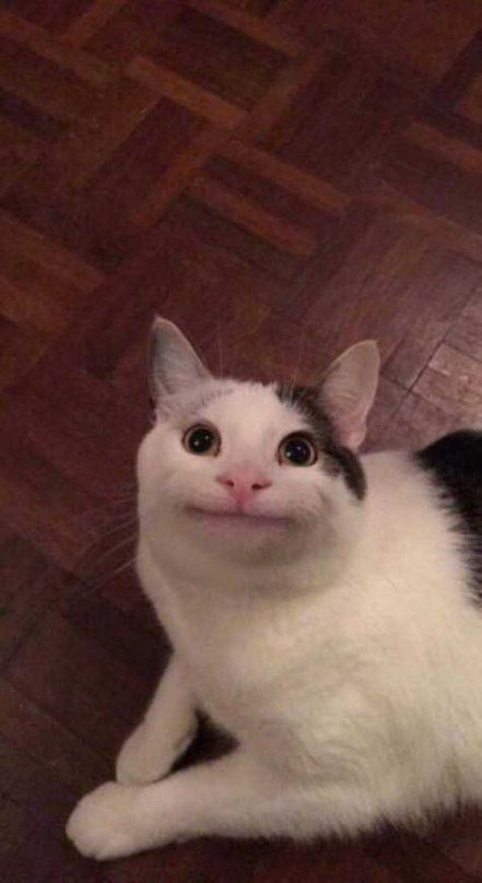 Funny Cats Faces 16