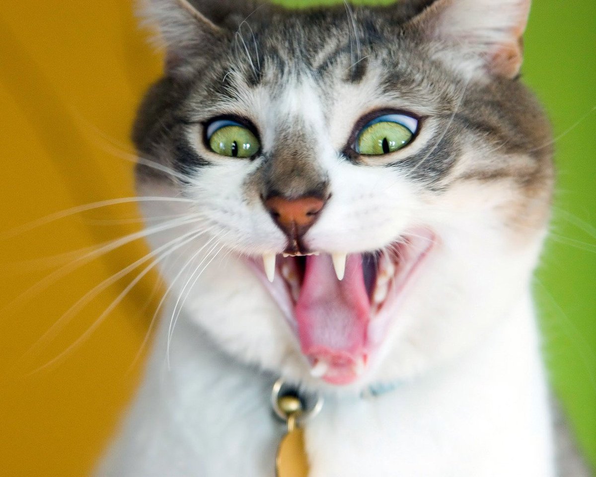 Funny Cats Faces 17