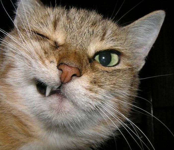 Funny Cats Faces 19