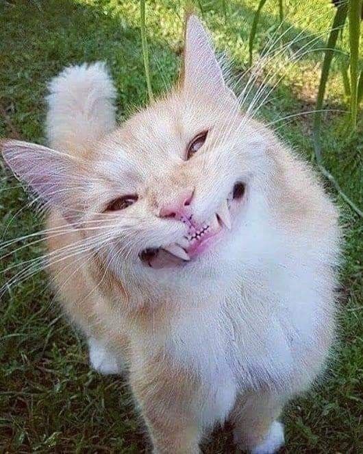 Caption these Funny Cat Pictures