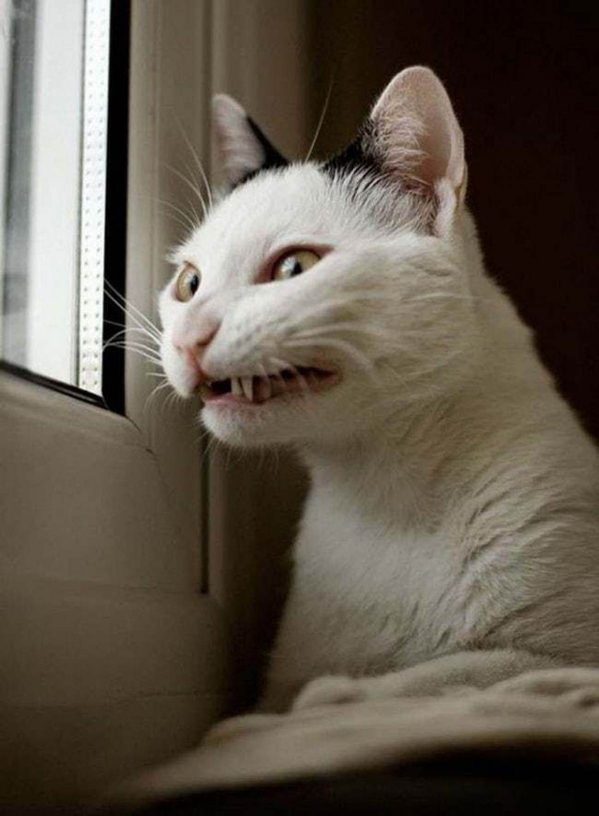 Funny Cats Faces 21