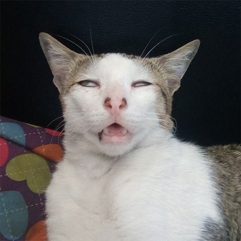 Funny Cats Faces 4