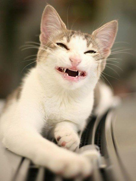 Funny Cats Faces 6
