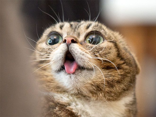 Funny Cats Faces 7