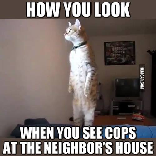 funny nosey neighbor animals cat 