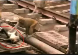 Monkey Revives Electrocuted Friend at a Train Station